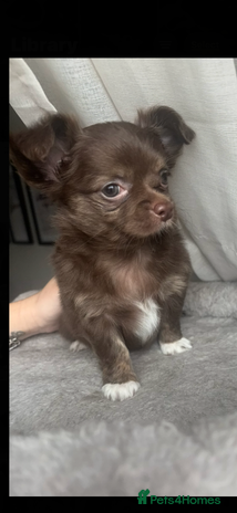 Chihuahua dogs - Advert 3