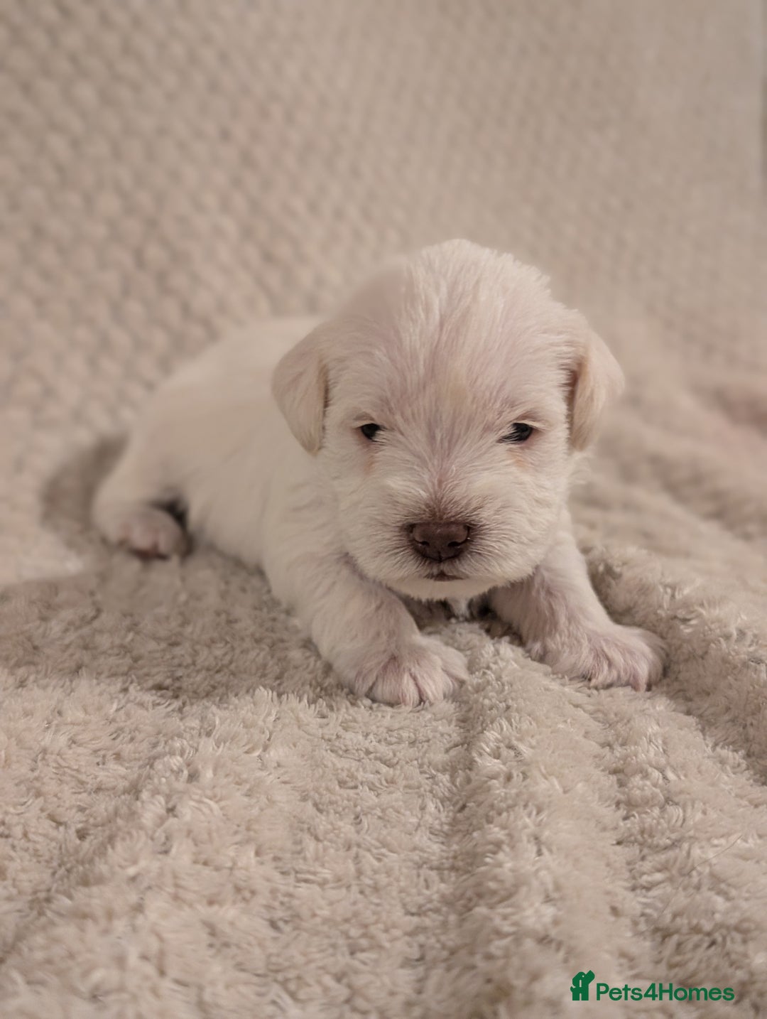 Miniature Schnauzer dogs for sale: KC Reg Rare Miniature Schnauzers - Advert 6