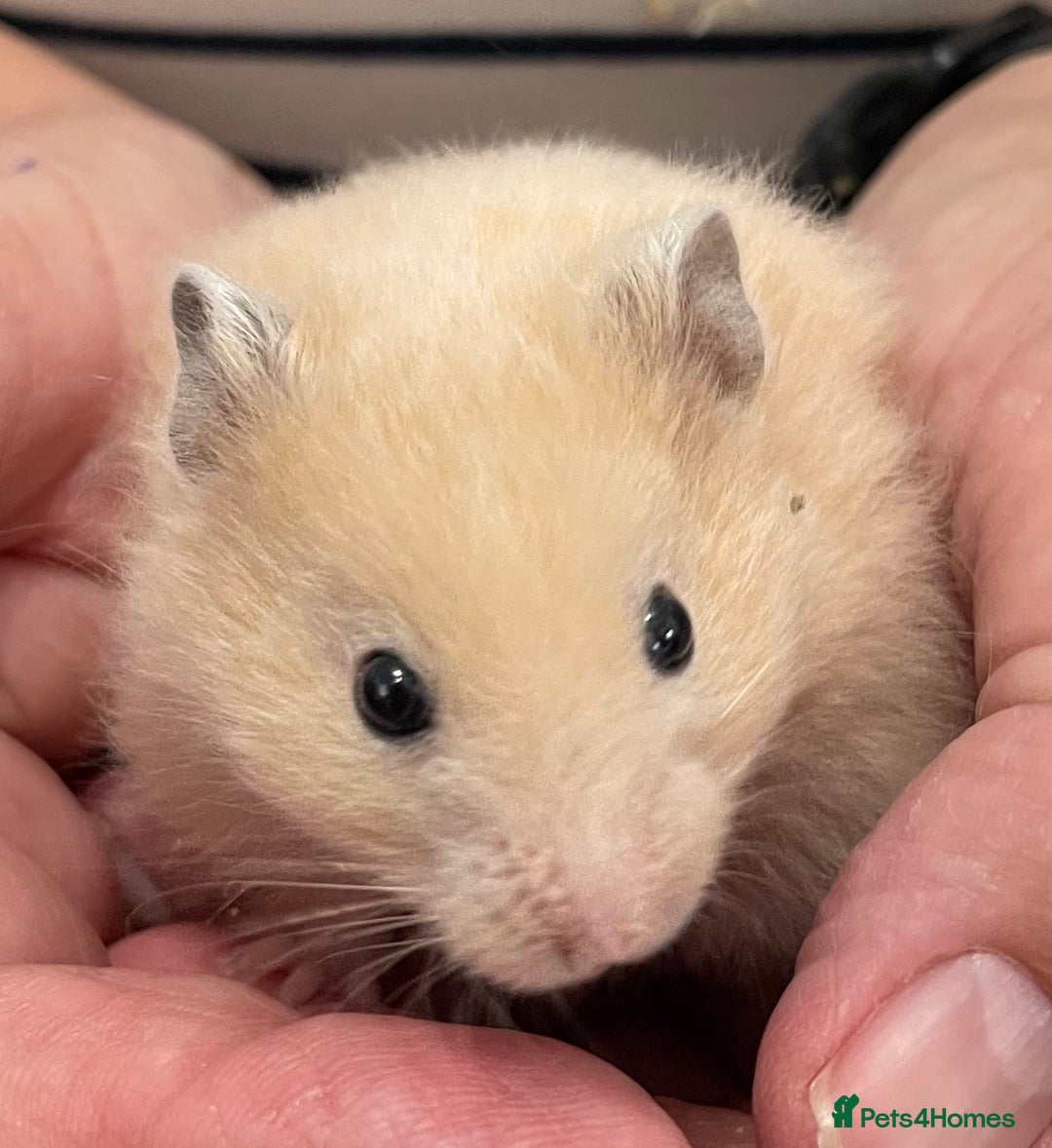 Hamster rodents for sale: Baby Syrian hamsters from show stock  - Image 25