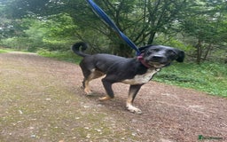 Mixed Breed dogs for adoption: Whiskey. Norwich Norfolk  - Image 14