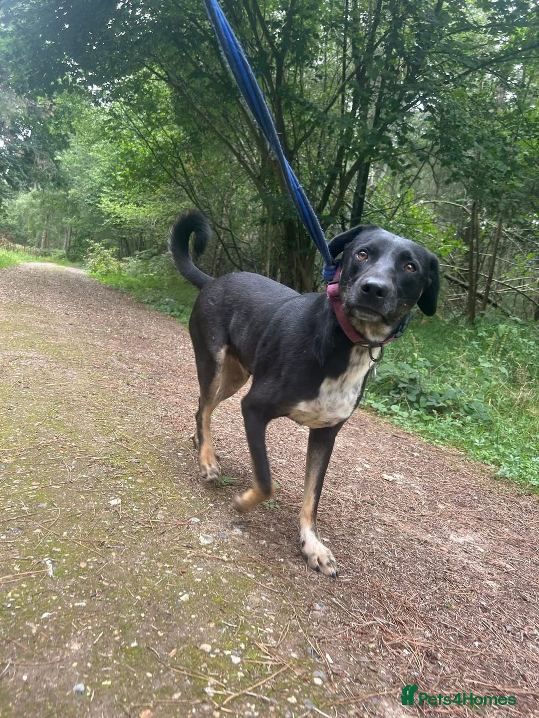 Mixed Breed dogs for adoption: Whiskey. Norwich Norfolk  - Image 14