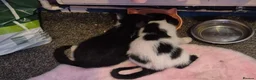 Mixed Breed cats for sale: 2 beautiful boy kittens - Advert 4