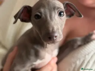Italian Greyhound dogs KC Italian Greyhound Puppies - Advert 16