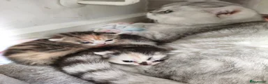 Munchkin Kitten 1