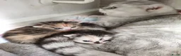 Munchkin cats for sale: Beautiful girls  - Advert 10