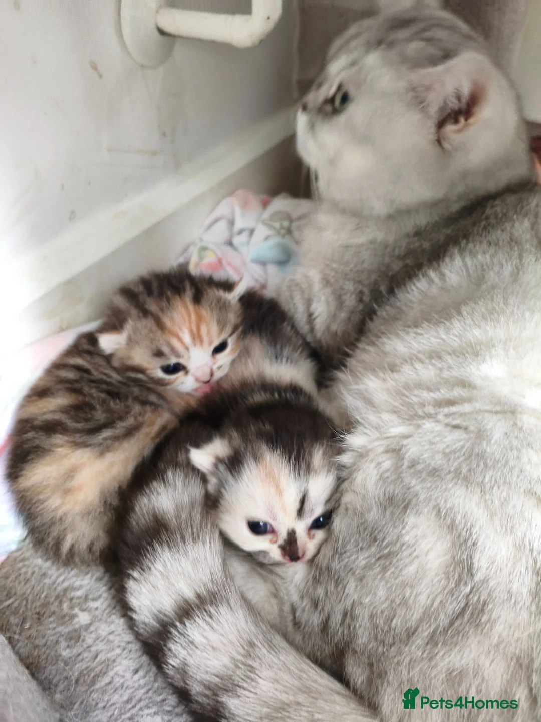 Munchkin cats for sale: Beautiful girls  - Advert 10