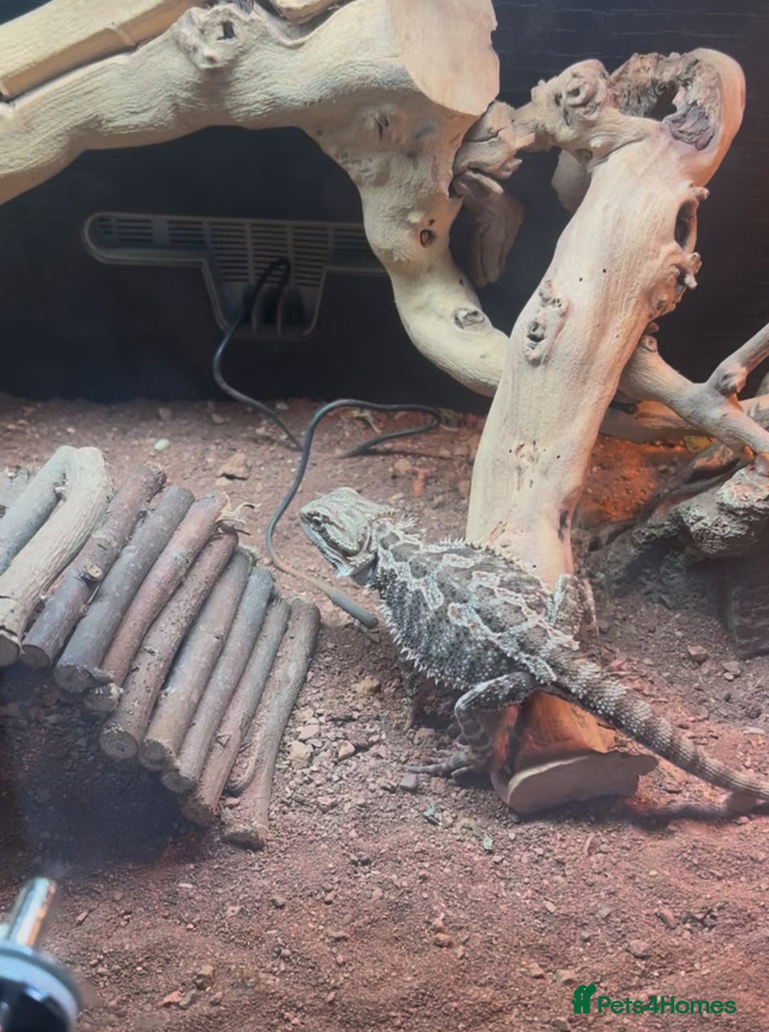Bearded Dragon reptiles for sale: Bearded dragon with full setup - Image 2