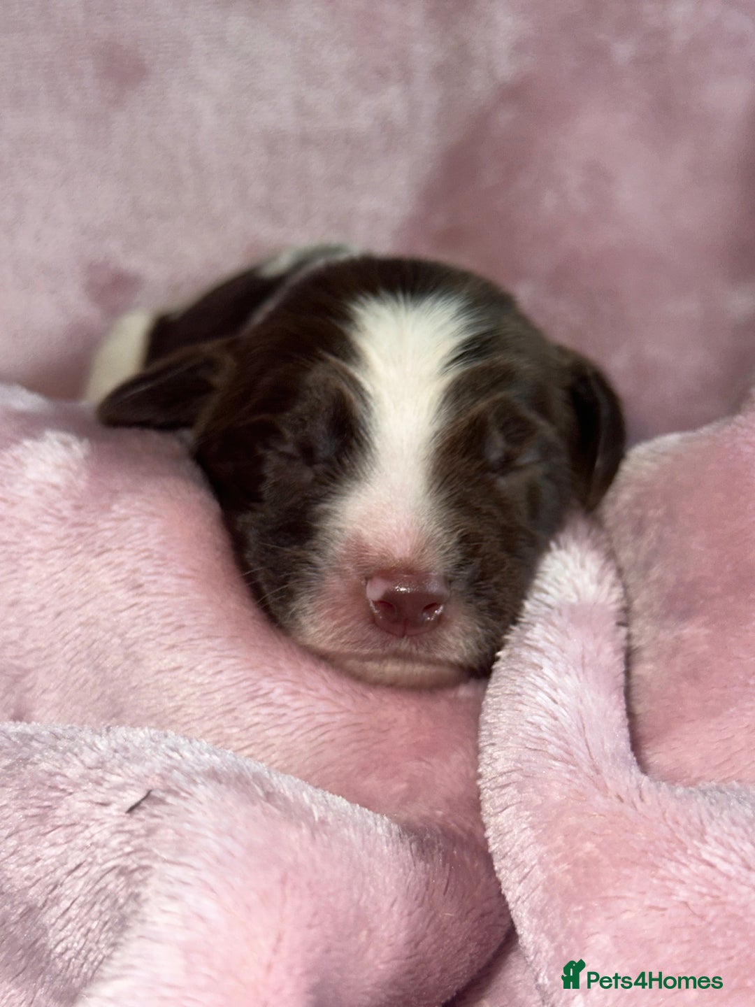 English Springer Spaniel dogs for sale: English springer spaniel.Ready to leave 21/11/25 - Image 27