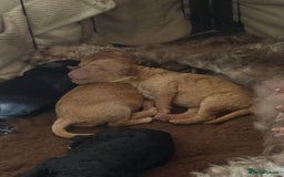 Cockapoo dogs for sale: Cockapoos  - Image 3