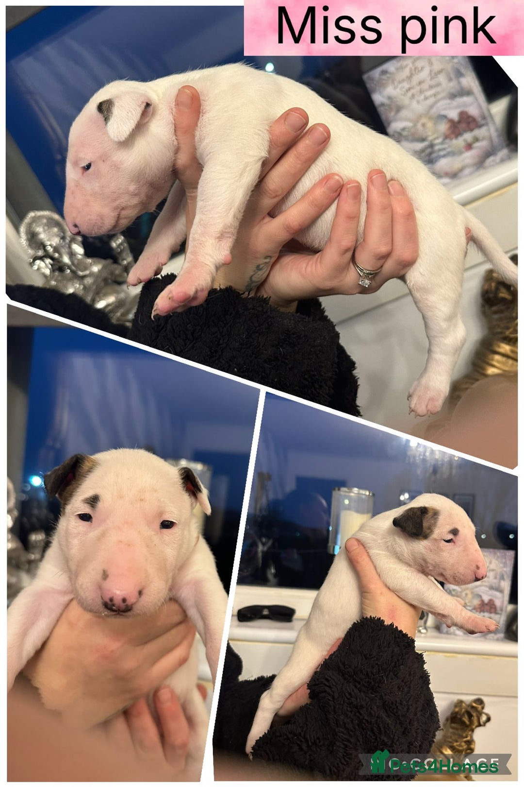 English Bull Terrier dogs for sale: Champion bloodline English bullterrier puppys. - Advert 6