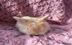 Lionhead rabbits for sale: Lionhead bunnies - Image 15