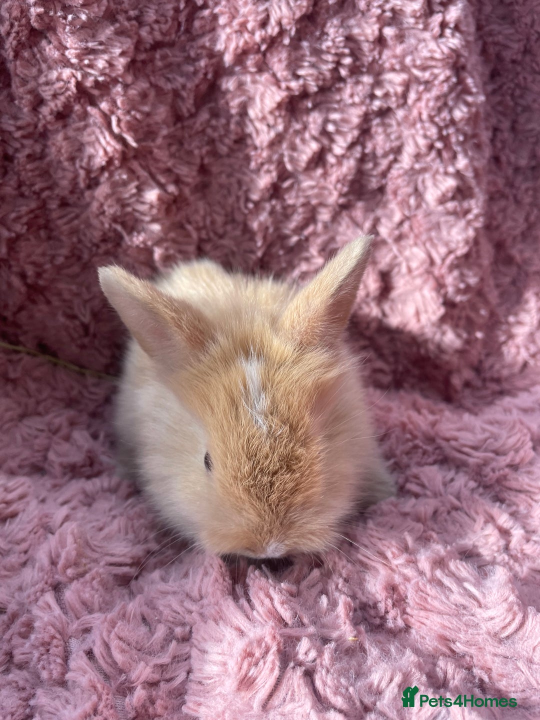 Lionhead rabbits for sale: Lionhead bunnies - Image 15