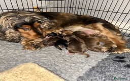 Cocker Spaniel dogs for sale: 🐾Cocker Spaniel Puppies-Ready in 5 Weeks🐾 - Image 4