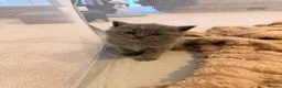 British Shorthair cats for sale: British Shorthair Kittens – Blue & Lilac 🐾 - Advert 12