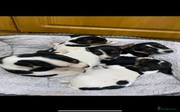 Jack Russell dogs for sale: Gorgeous bundle of Jack Russel puppies  - Image 6