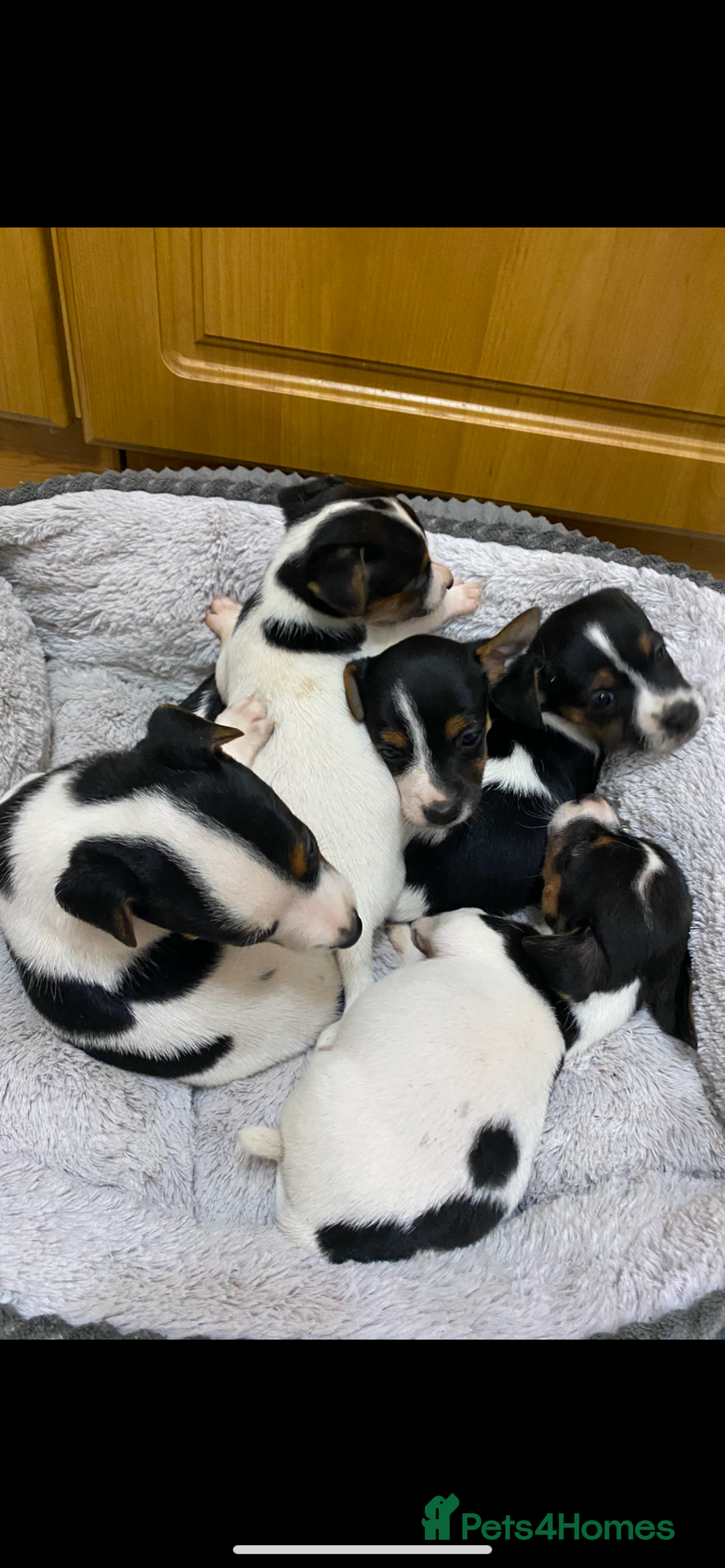 Jack Russell dogs for sale: Gorgeous bundle of Jack Russel puppies  - Image 6