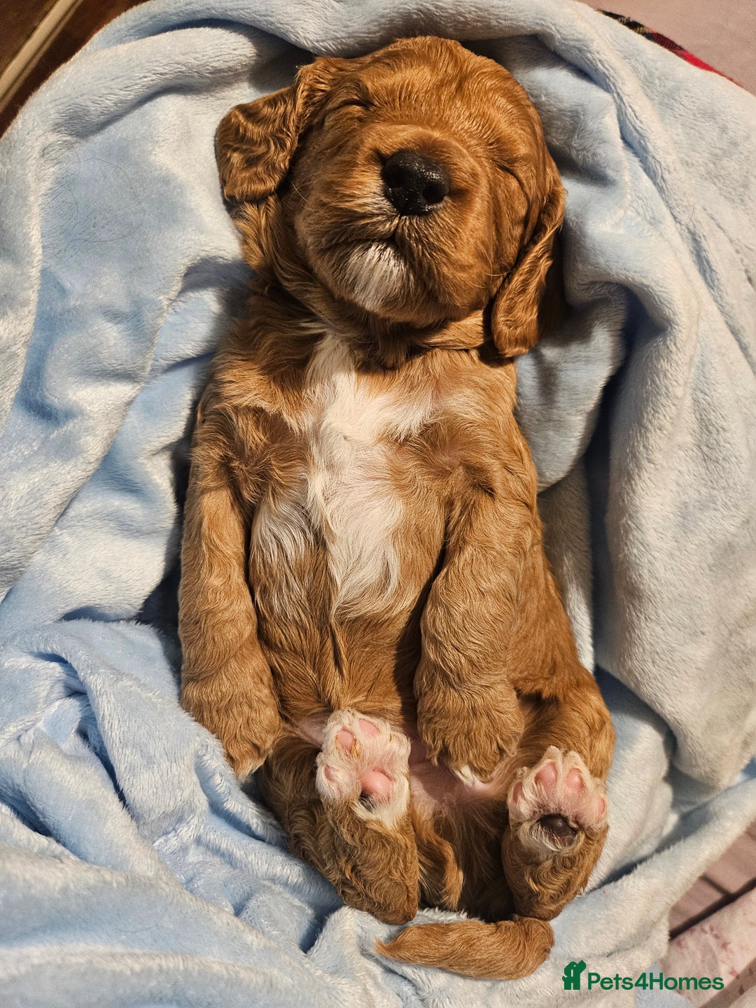 Cavapoo dogs for sale: Gorgeous F1b Toy Cavapoo Babies   - Advert 23