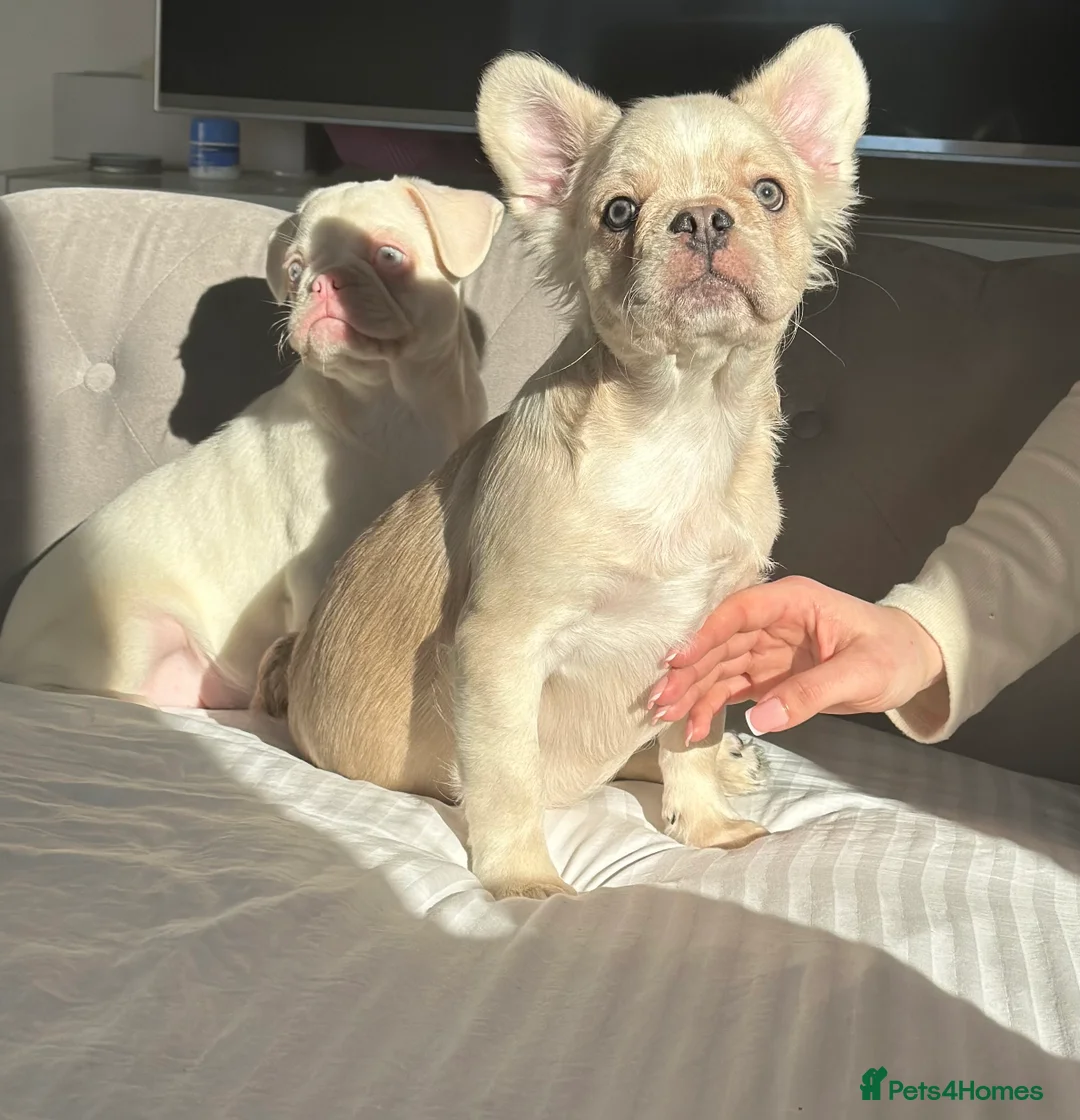 French Bulldog dogs for sale: Quality KC Reg French bulldog puppies - Advert 1