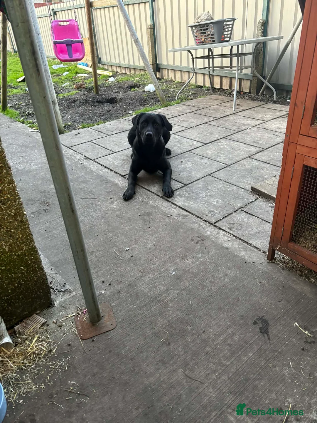 Labrador Retriever dogs for sale: Black Labrador in Llanelli - Advert 1