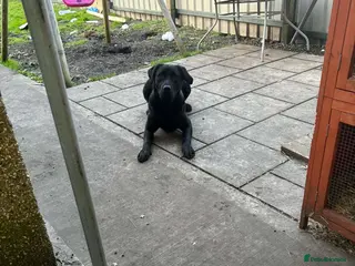 Labrador Retriever dogs Black Labrador - Advert 1