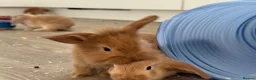 Mini Lop rabbits for sale: 13 baby bunnies -two litters ready mid-end of July - Advert 26