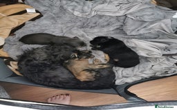 Mixed Breed dogs for sale: Little bundles of schweenie love!  - Image 15