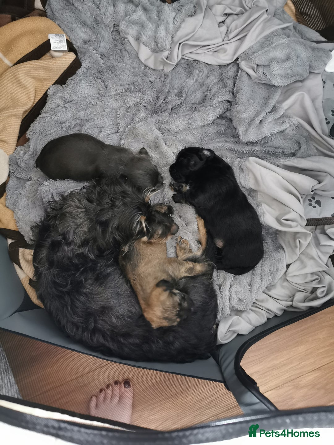 Mixed Breed dogs for sale: Little bundles of schweenie love!  - Image 15