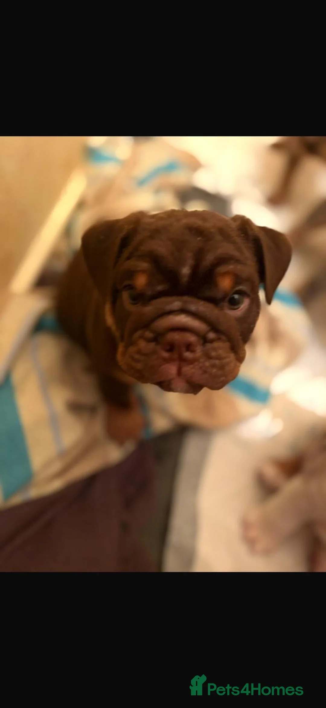 English Bulldog dogs for sale: Bulldog Puppies Champion bloodlines - Advert 25