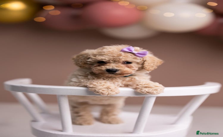 Poochon dogs - Advert 2
