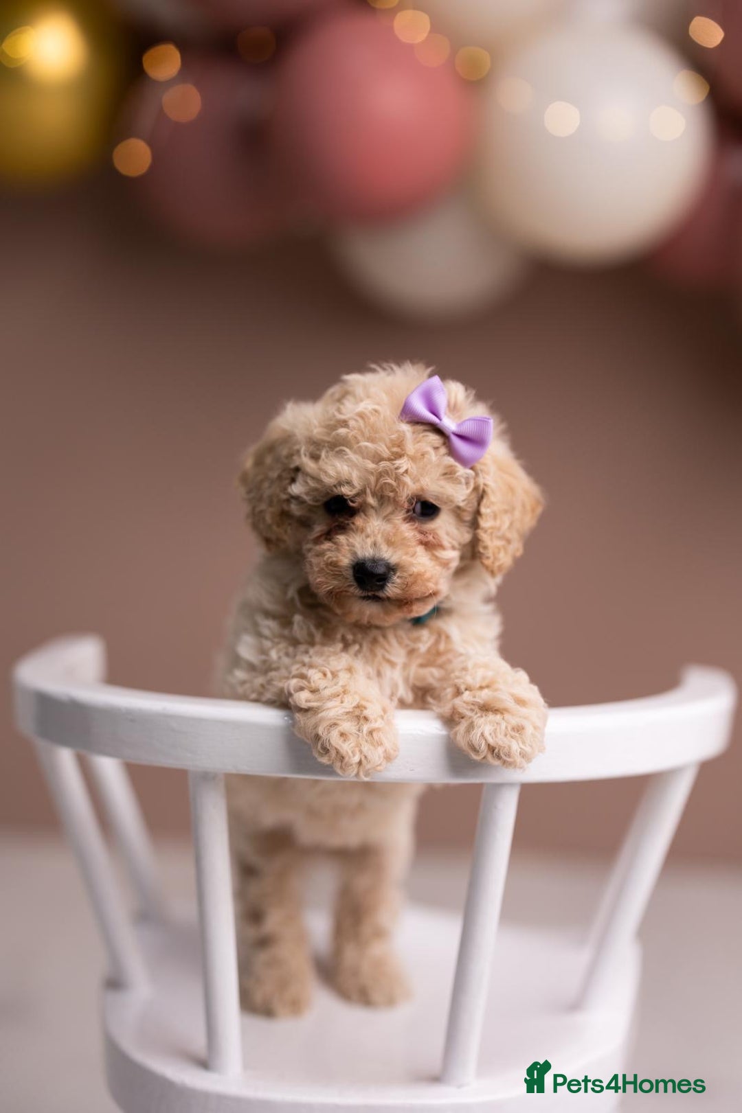 Hypoallergenic Chi Poo For Sale Chi Poo Toy Poodle Puppies For