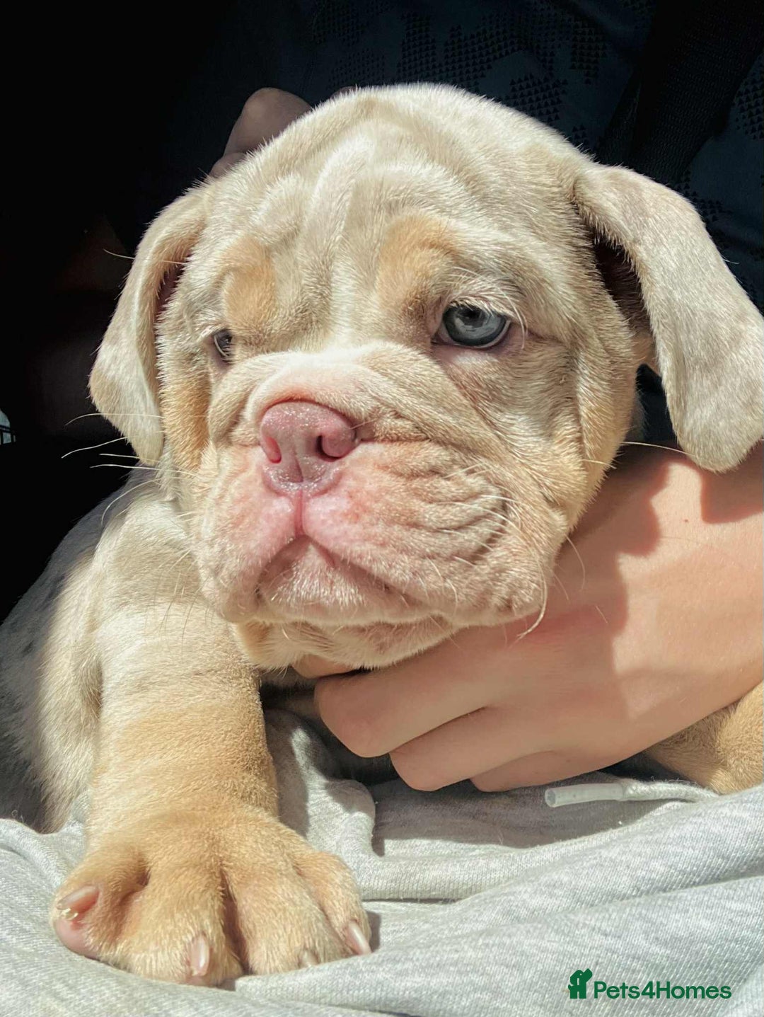 English Bulldog dogs for sale: READY NOW LILAC MERLE ENGLISH BULLDOG BOY in Gunnislake - Image 1