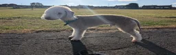 Bedlington Terrier dogs for stud: KC Liver Bedlington Terrier – Available at Stud - Advert 2
