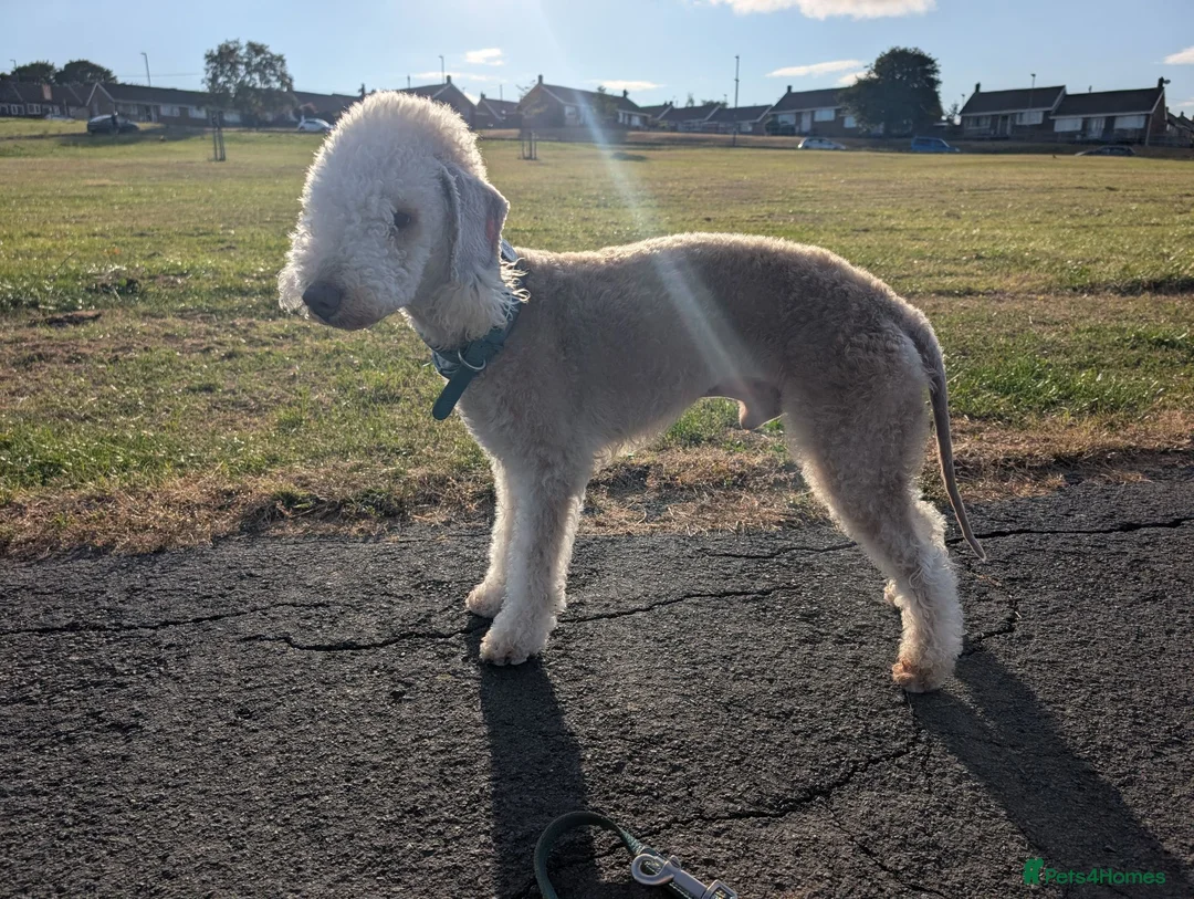 Bedlington Terrier dogs for stud: KC Liver Bedlington Terrier – Available at Stud - Advert 2