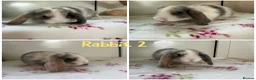 Mini Lop rabbits for sale: Gorgeous Mini Lops - Advert 4