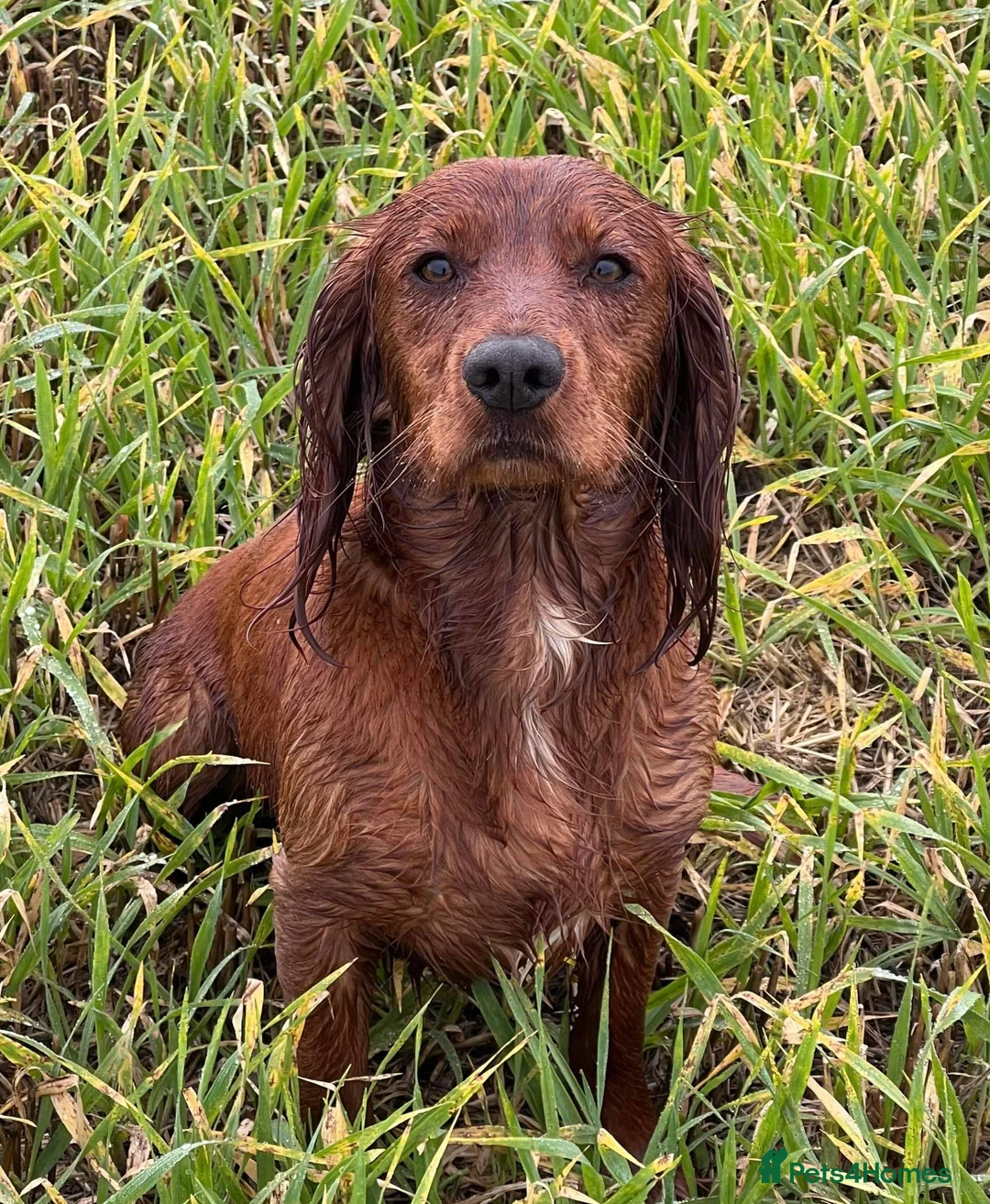 Cocker Spaniel dogs for stud: Fully health tested working Cocker Spaniel at Stud in Ipswich - Advert 2