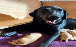 Labrador Retriever dogs for sale: Labrador pups, well-socialised & family raised - Image 6