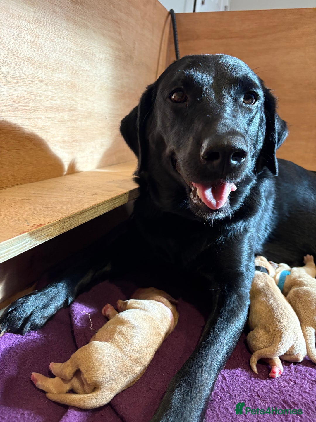 Labrador Retriever dogs for sale: Labrador pups, well-socialised & family raised - Image 6
