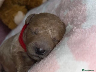 Cockapoo dogs - Advert 35