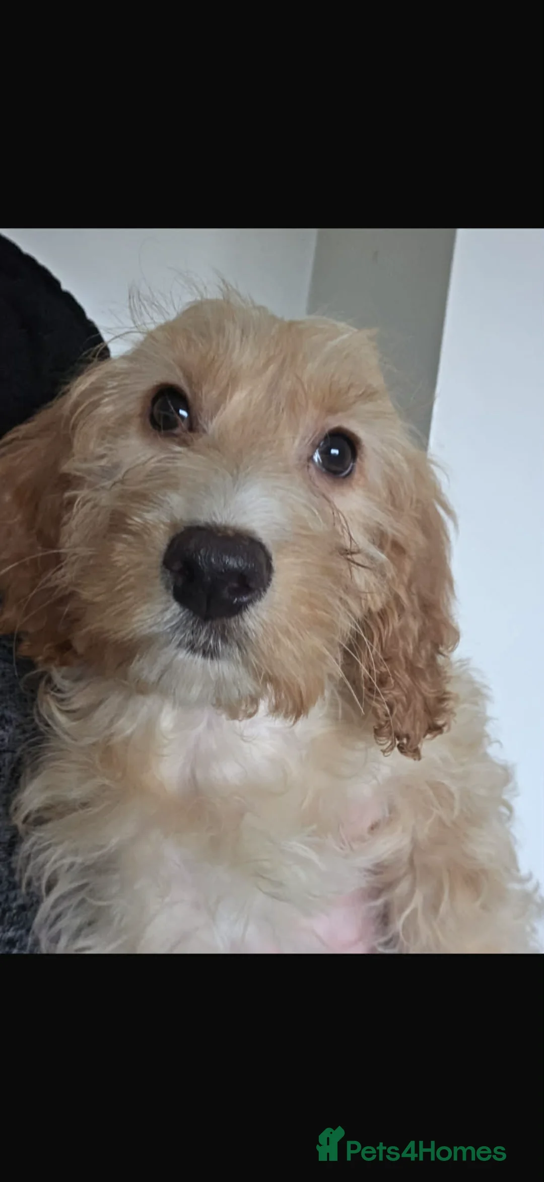 Cockapoo dogs for sale: Adorable cockapoo - Advert 3