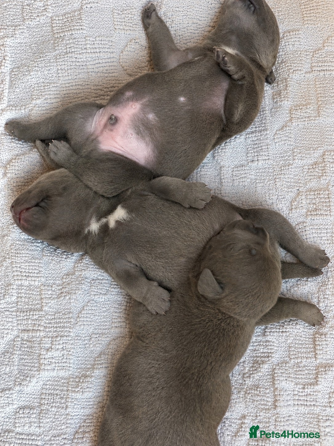 Staffordshire Bull Terrier dogs 🐾 Quality KC Puppies – Champion Bloodlines - Advert 2
