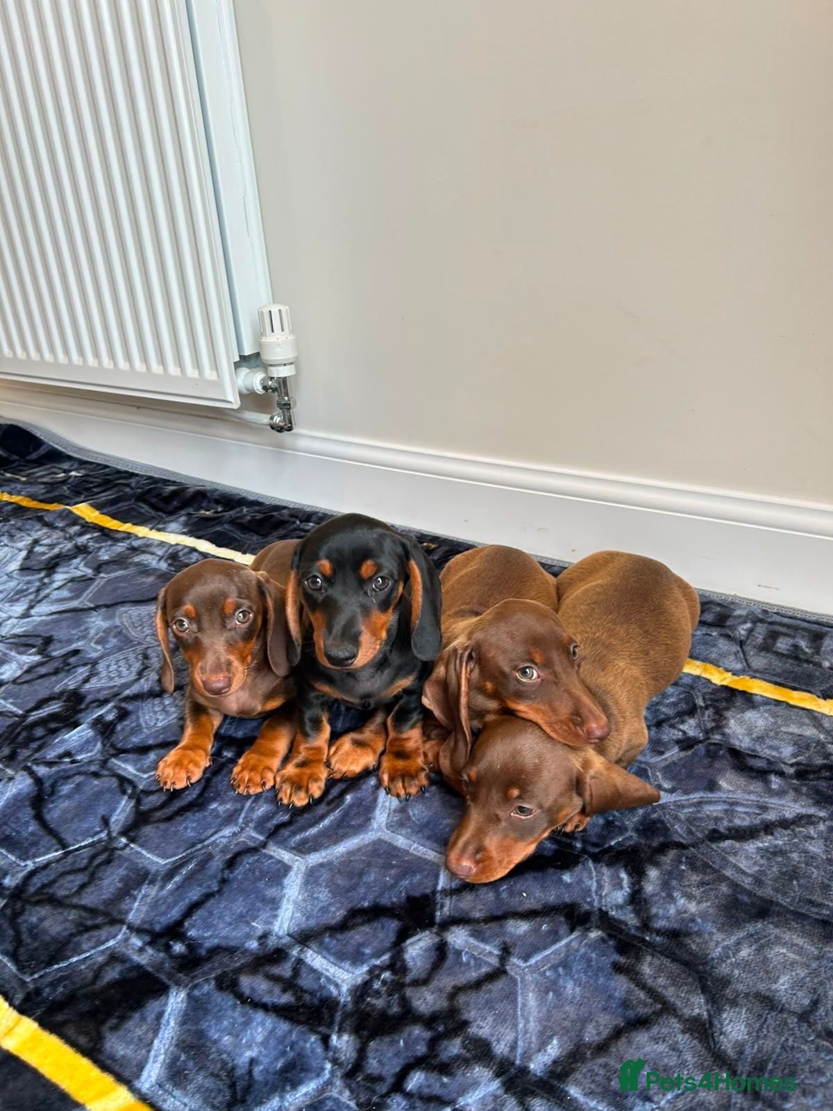 Miniature Dachshund dogs Miniature dachshund ready to leave - Advert 1