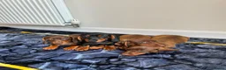 Miniature Dachshund dogs for sale: Miniature dachshund ready to leave in Manchester - Advert 1