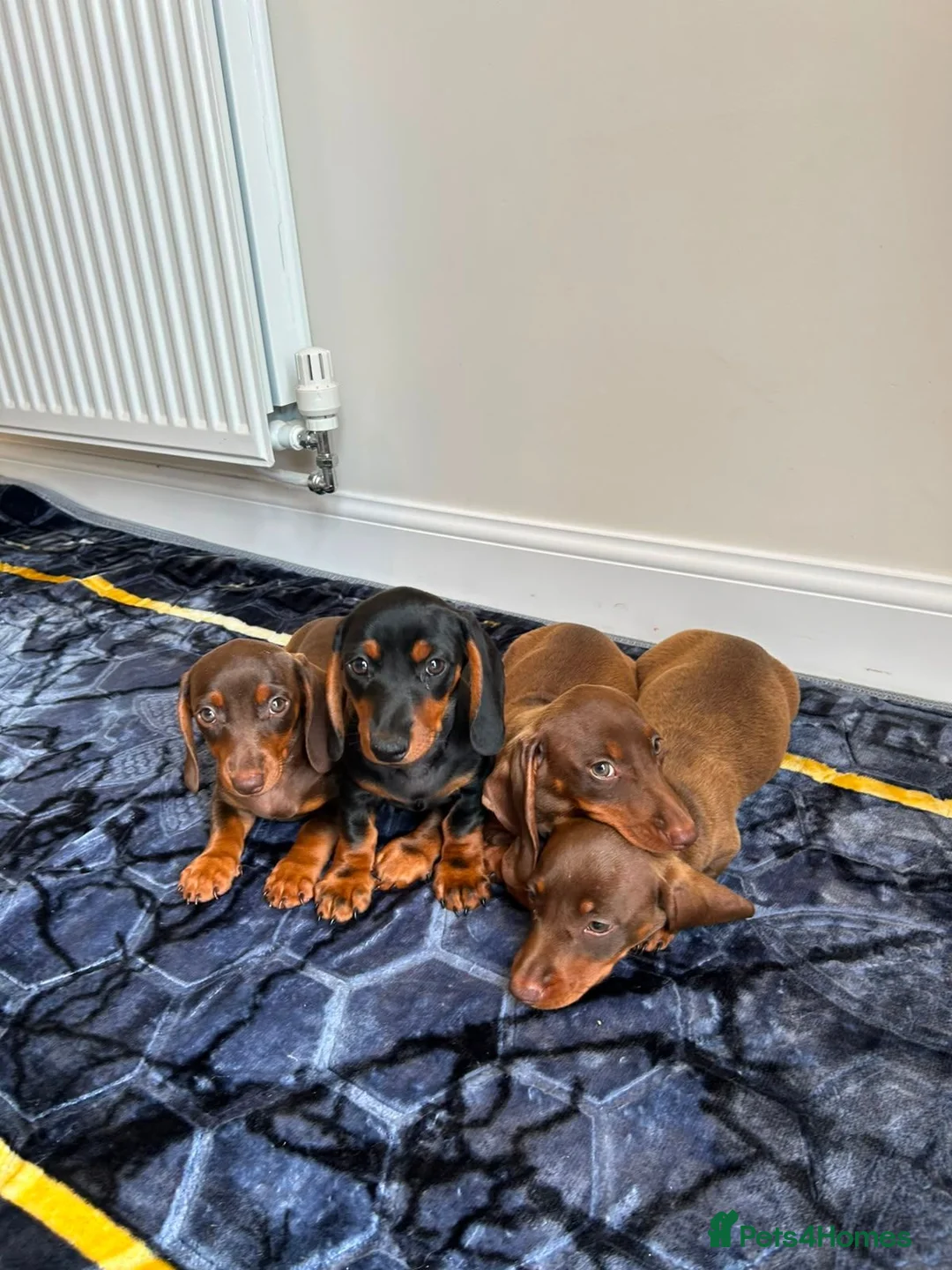 Miniature Dachshund dogs for sale: Miniature dachshund ready to leave in Manchester - Advert 1