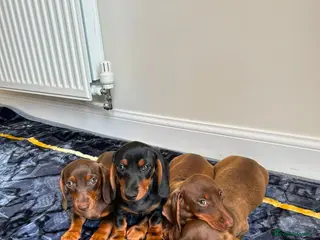 Miniature Dachshund dogs Miniature dachshund ready to leave - Advert 2