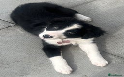 Border Collie dogs for sale: Beautiful girl non kc  - Image 7