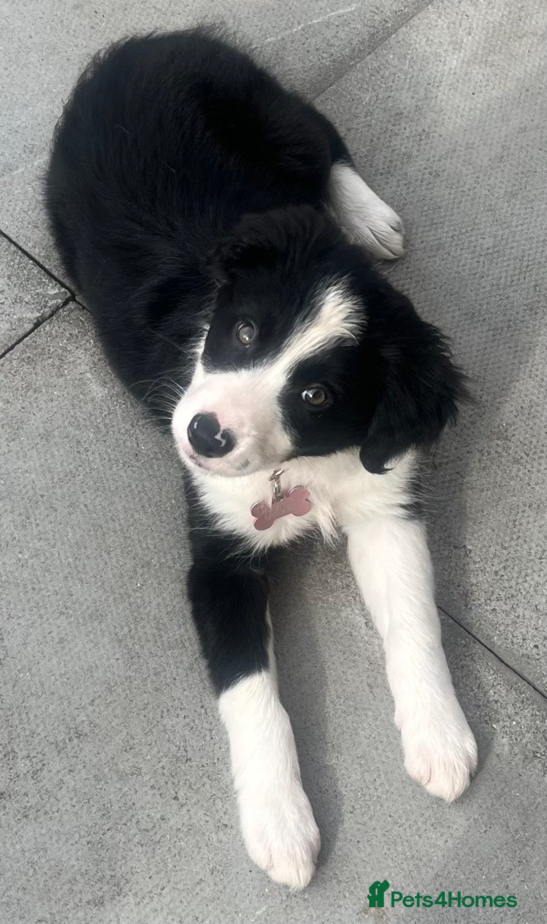 Border Collie dogs for sale: Beautiful girl non kc  - Image 7
