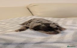 Labradoodle dogs for sale: 11 adorable Labradoodle puppies - Image 9