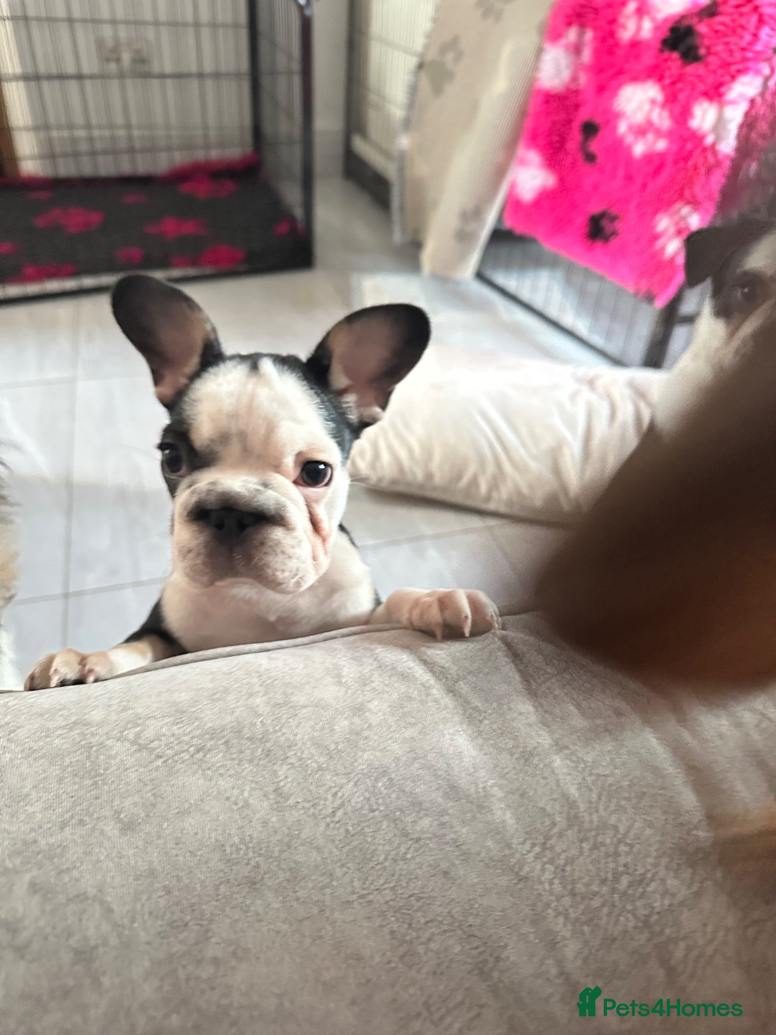 French Bulldog dogs French bulldog puppies  - Advert 18