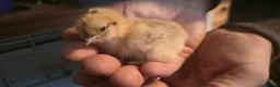 Chickens poultry for sale: Silkie x pekin bantam  - Advert 8