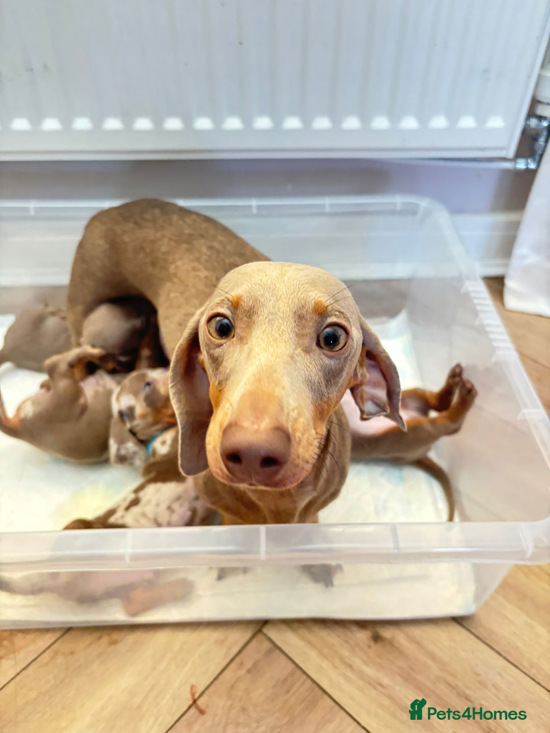 Miniature Dachshund dogs for sale: Kc registered  miniature dachshund puppies - Image 7